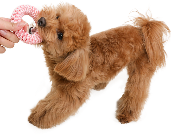 뽀시래기 강아지 오링 치실장난감, 핑크, 1개