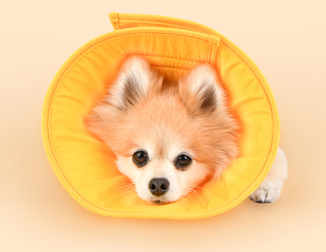 올치 강아지 안성맞춤 방수 넥카라, 크림, 1개