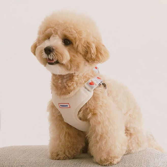 펫츠랜드 강아지 하트팝 X형 하네스, 바닐라크림, 1개