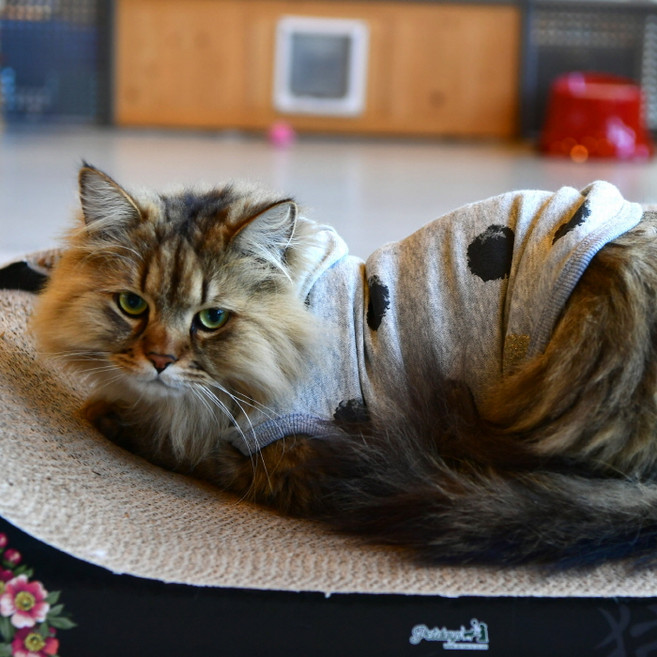 캐츠피아 로키 고양이 후드티, 멜란지그레이, 1개