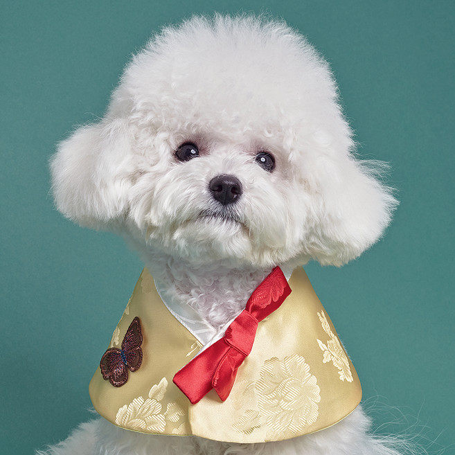 도그아이 강아지 나비 한복 케이프, 옐로우, 1개