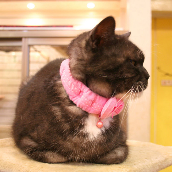 캐츠피아 베이비샤워 스카프, 핑크, 1개