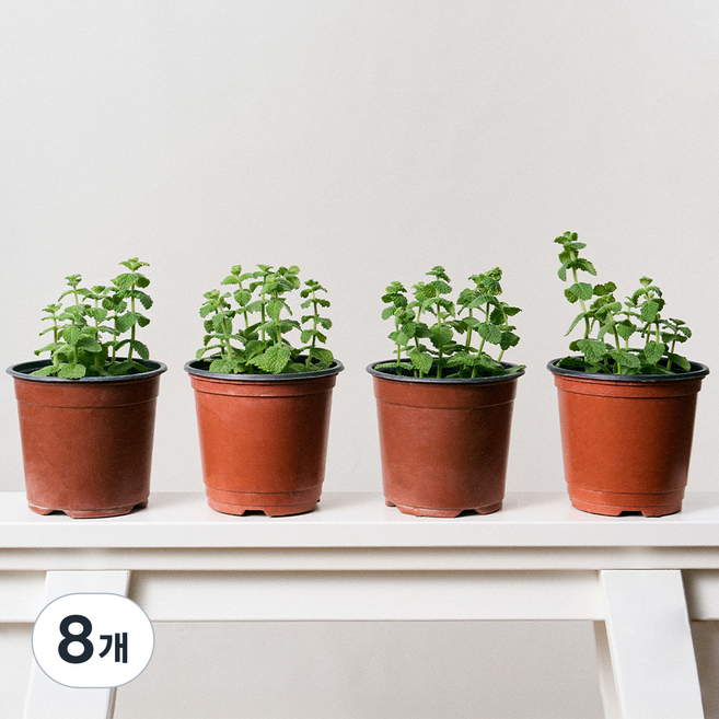 코코도르팜 허브 포트 소형 애플민트, 혼합색상, 8개