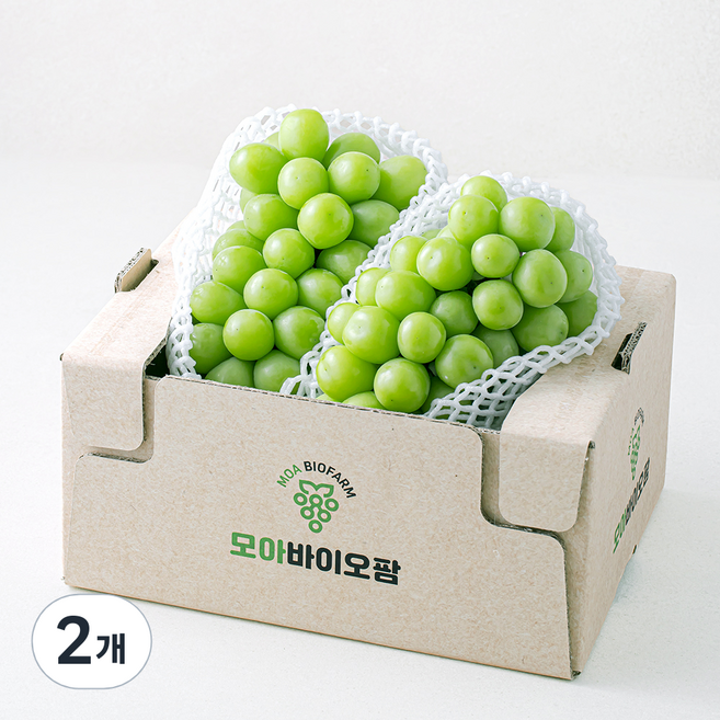 모아바이오팜 당도선별 샤인머스캣, 2개, 1.5kg