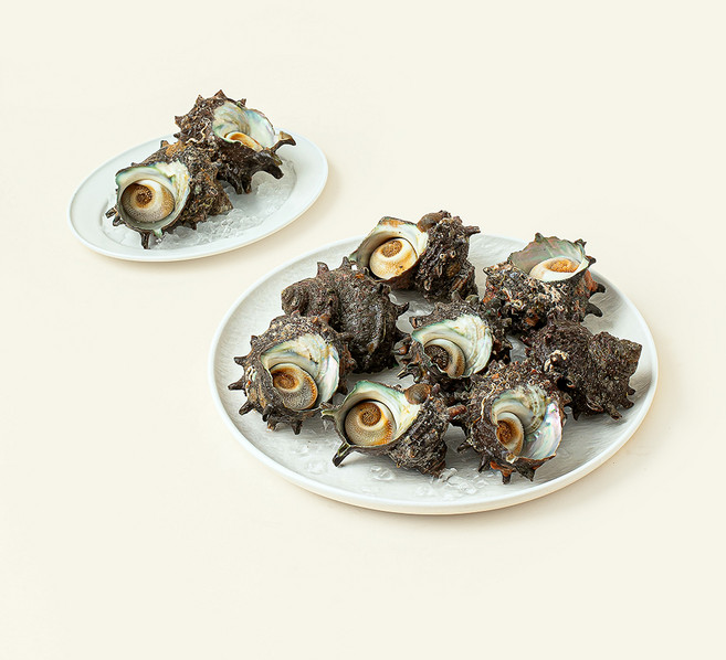 남해안 산지직송 자연산 생물 뿔소라 (냉장), 1.5kg, 1개
