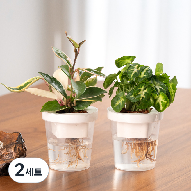 메이크정글 수경재배 식물 싱고니움 + 호야 컵팟 화분 DIY 세트, 화이트, 2세트