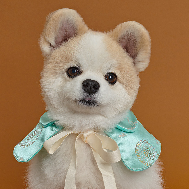 도그아이 강아지 리본끈 한복케이프, 민트, 1개