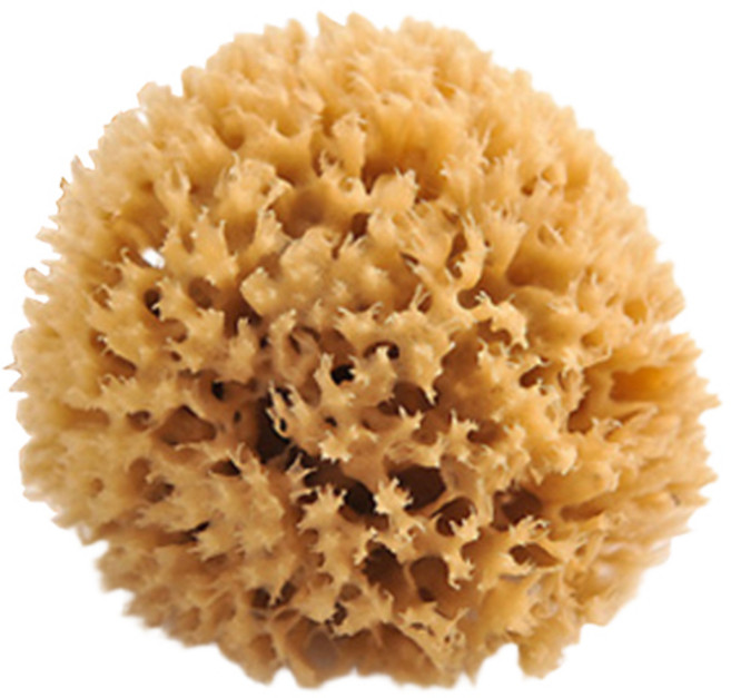 바디세상 칼림노스 오리지널 천연해면 허니컴 바디용 Small, 브라운, 1개