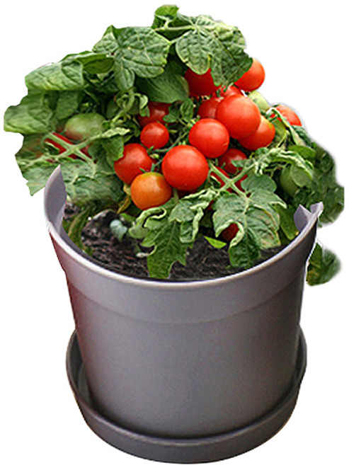 컬러키친가든 텃밭세트 그레이, 앉은뱅이방울토마토
