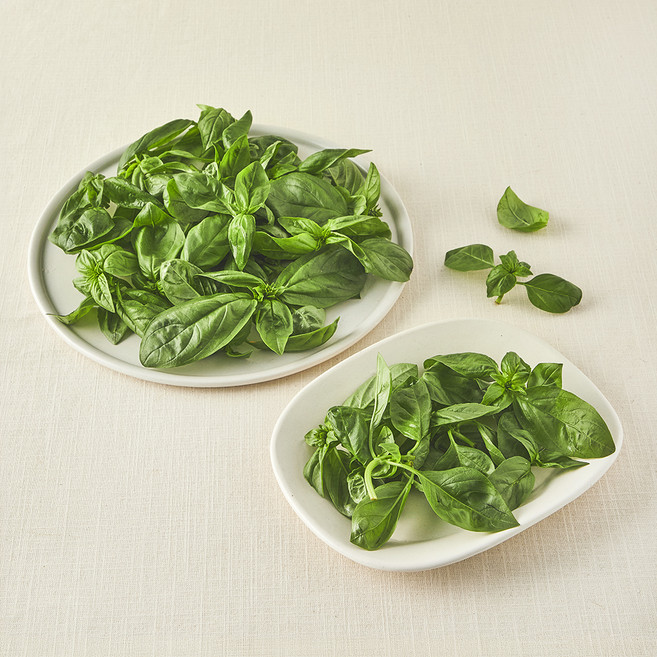 친환경 바질, 100g, 1팩
