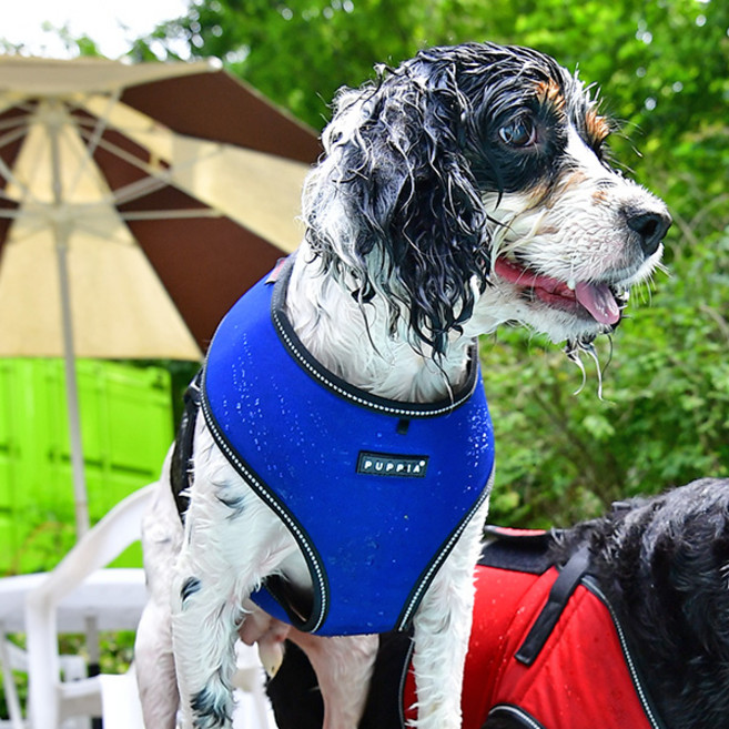 퍼피아 올치 강아지 빛 반사 트렉 하네스 A형, 로얄블루