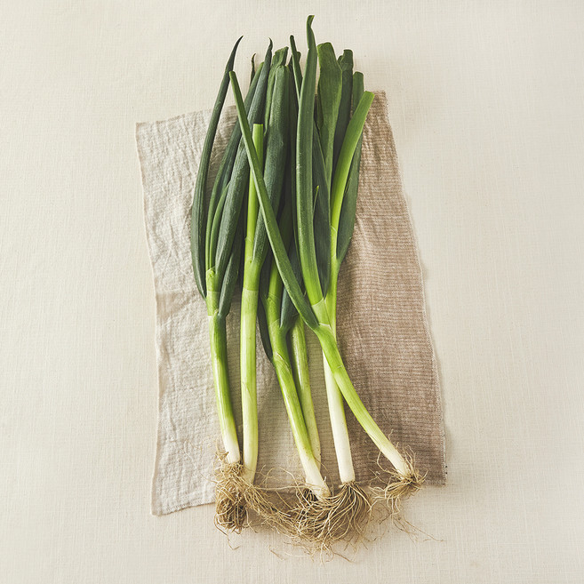 국내산 친환경 대파, 500g, 1개