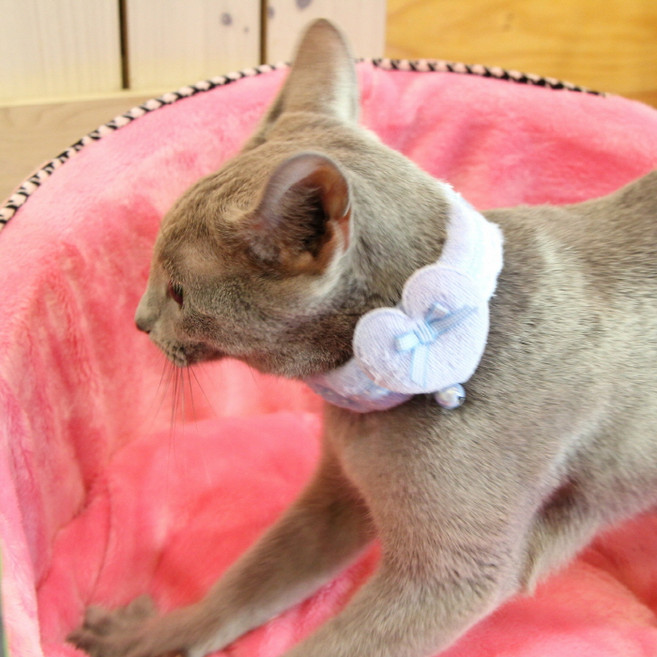 캐츠피아 스카프 베이비샤워, 블루, 1개