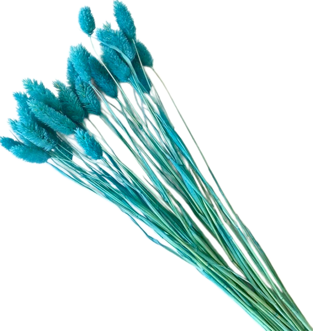 寶石草乾燥花 50支組, 藍色