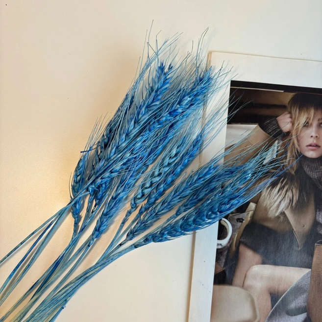 麥穗 50支, 粉藍