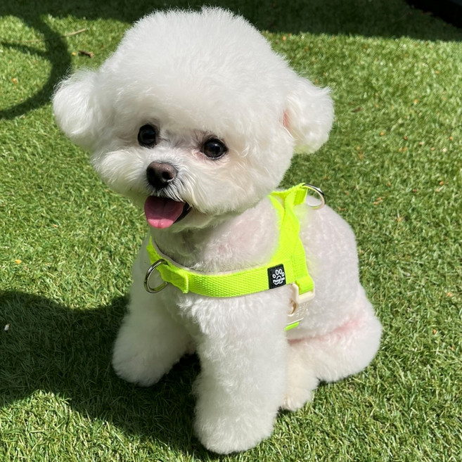 멍템 강아지 앞섬방지 팔레트 하네스, 네온 옐로, 1개