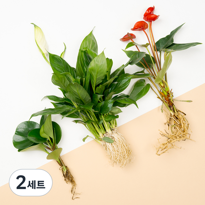 메이크정글 뿌리 흙세척 수경재배 식물 안스리움 + 스파티필름 + 청페페 세트, 혼합색상, 2세트