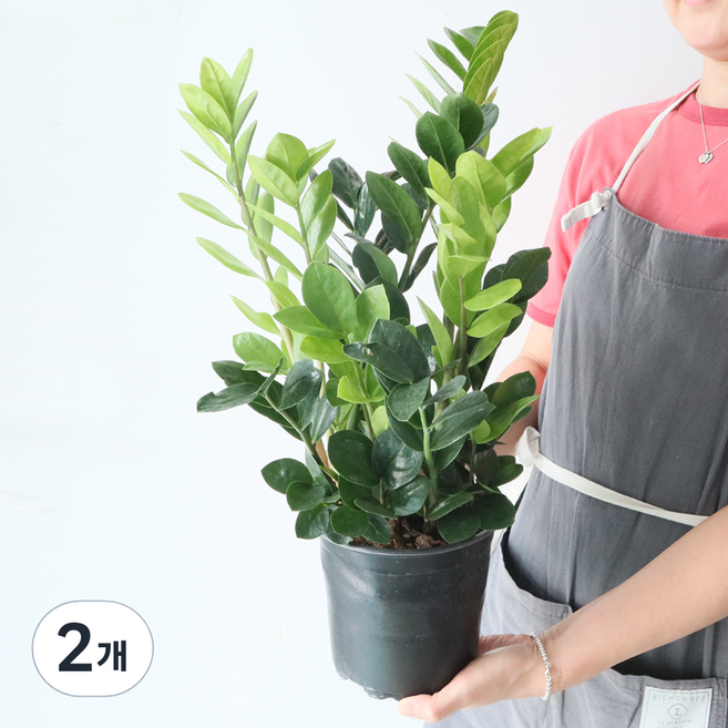 모리앤 금전수 중품포트 공기정화식물, 혼합색상, 2개