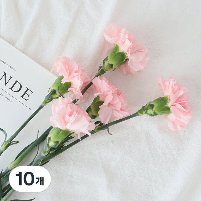 모리앤 카네이션 생화단 5대, 핑크, 10개
