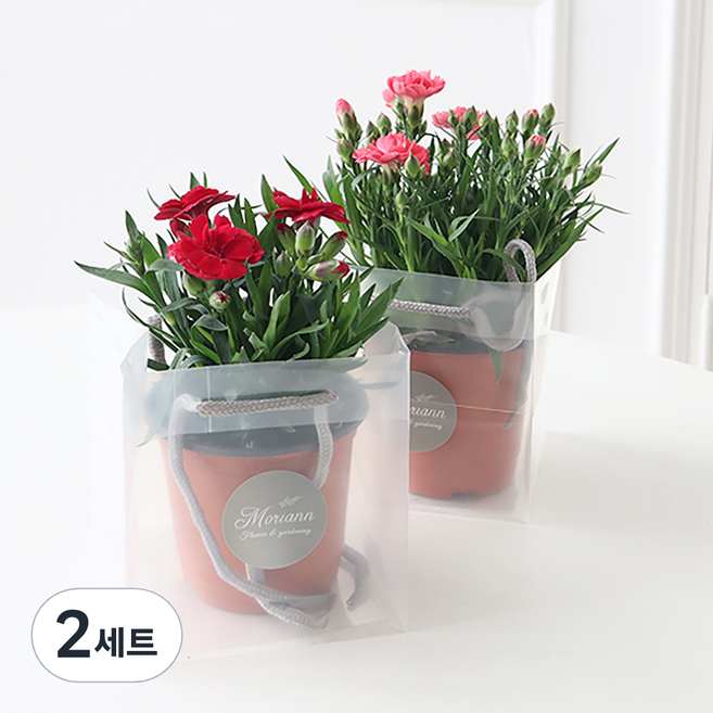 모리앤 카네이션 화분 2종 세트 + 쇼핑백, 혼합색상, 2세트