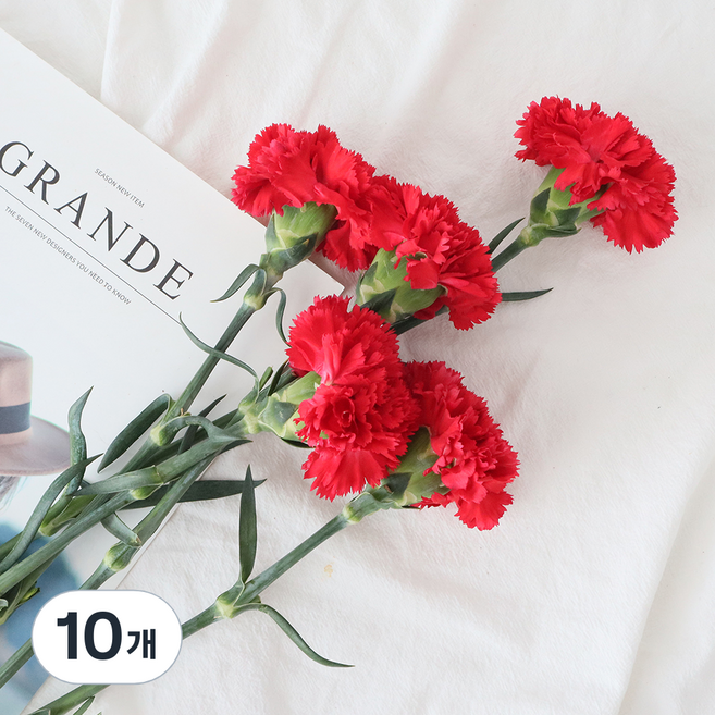 모리앤 카네이션 생화단 5대, 레드, 10개