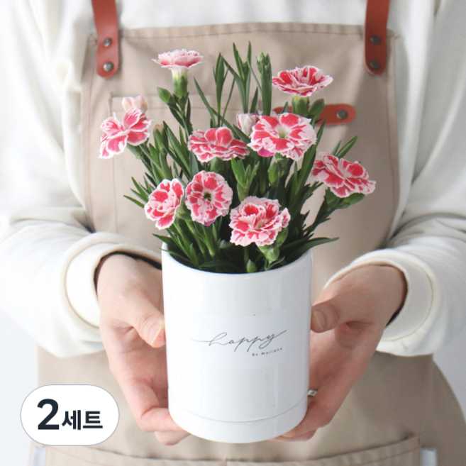 모리앤 감사합니다 카네이션 화분, 핑크, 2세트