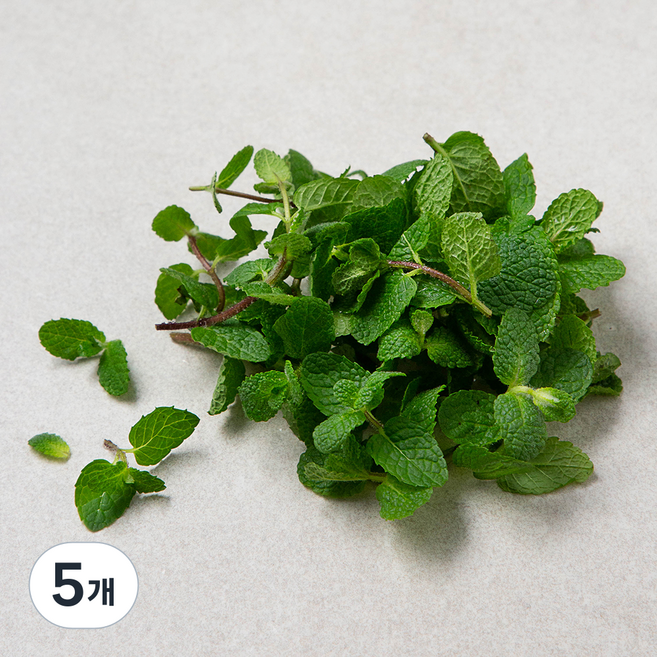 유기농 애플민트, 10g, 5개