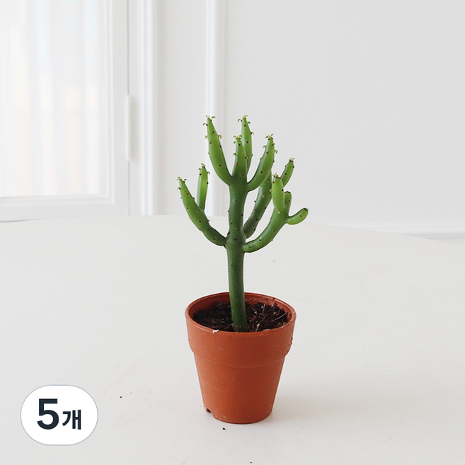 모리앤 청산호 미니선인장, 5개