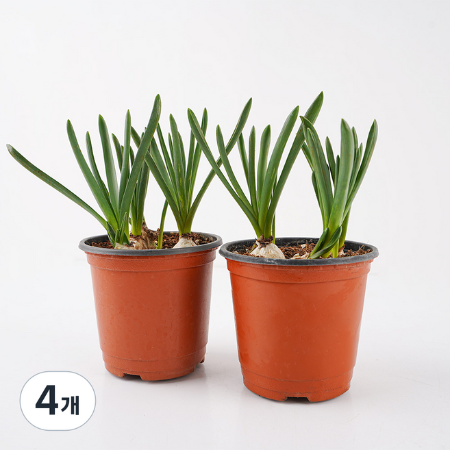 갑조네 무스카리 소품, 혼합색상, 4개