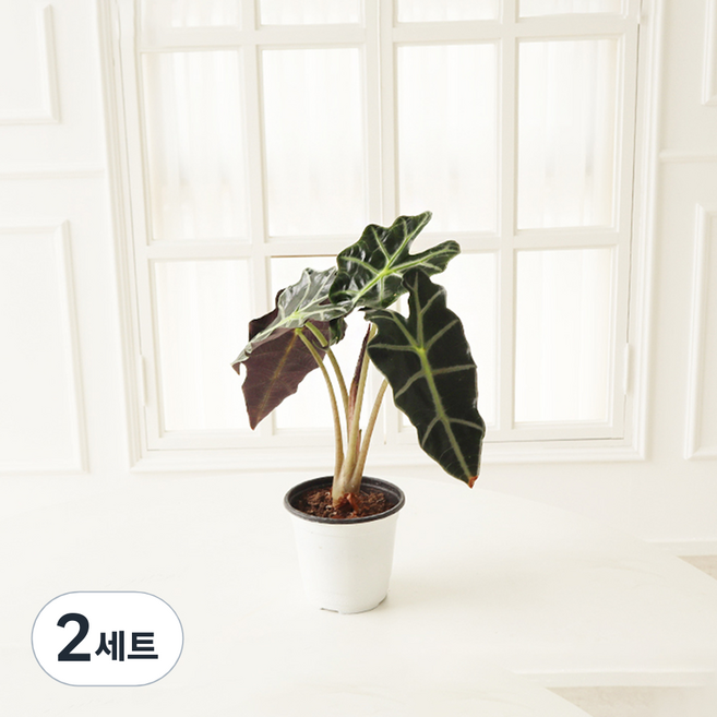 모리앤 거북알로카시아 식물 + 포트 세트, 랜덤발송(포트), 2세트
