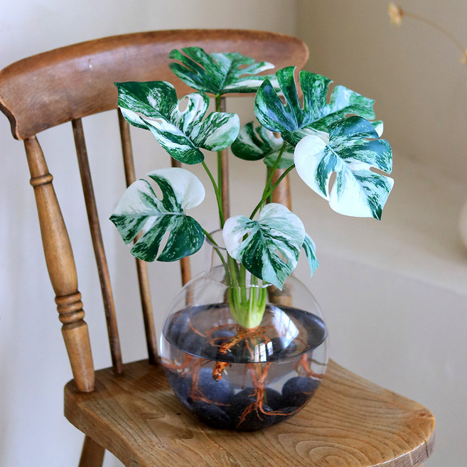 Scent Basket 人造花 擬真植物 龜背芋Alboterra 水耕栽培 類型 花瓶套組, Albo 龜背芋, 1套
