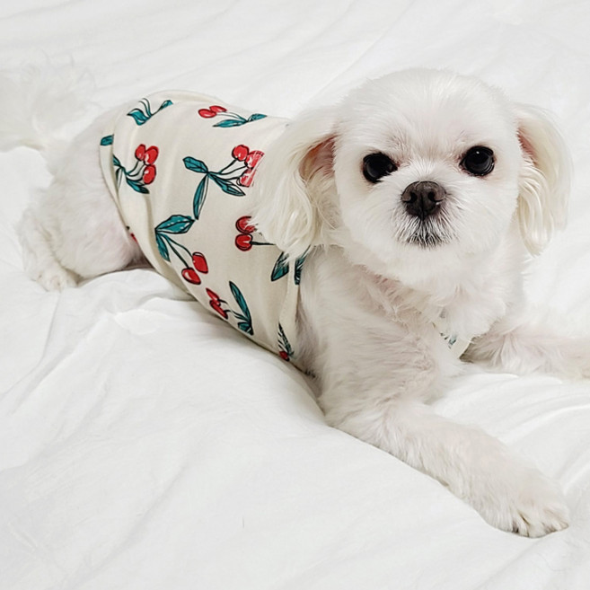 도기코디 반려동물 상큼과일 나시, 체리, 1개