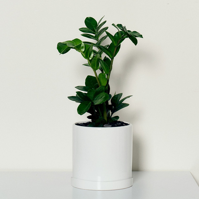 코코도르팜 도자기 화분 대형 금전수 돈나무, 그린, 1개