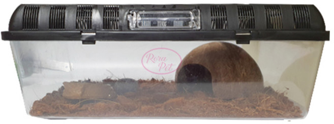 로라펫 파충류 키우기 사육장 4호 세트, 랜덤발송, 1세트