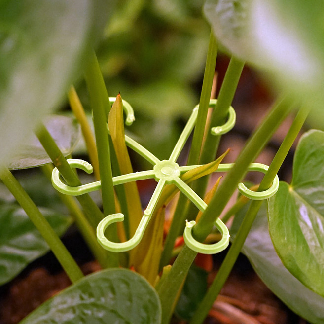 morningscent 몬스테라 줄기 고리지지대 4종 세트, 1세트