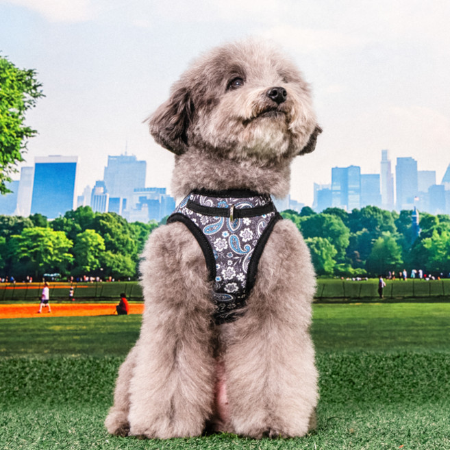 퍼피아 반려동물 하스 하네스 HB2181, 블랙, 1개