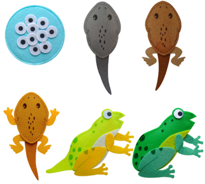 청양토이 동물의 한살이 펠트 교육자료, 개구리