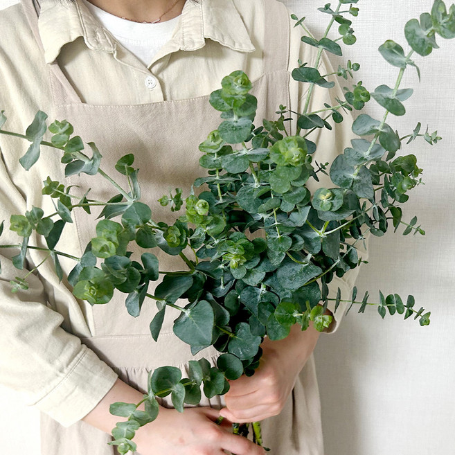 코코도르팜 생화 블랙잭 5대, 그린