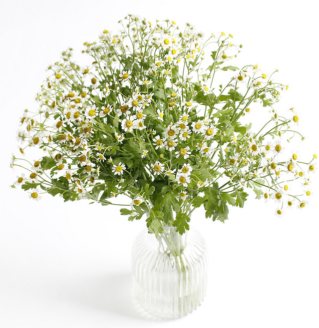 아임플라워 생화 캐모마일, 혼합색상, 1개