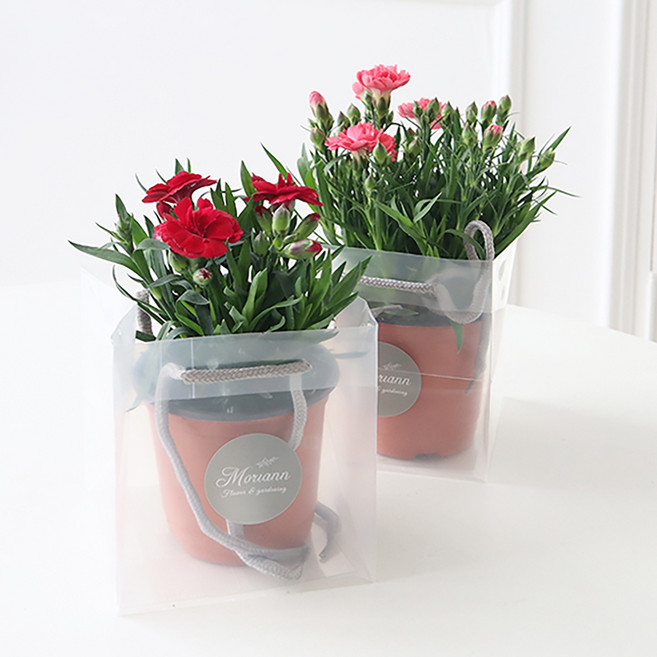 모리앤 카네이션 화분 2종 세트 + 쇼핑백, 혼합색상, 1세트