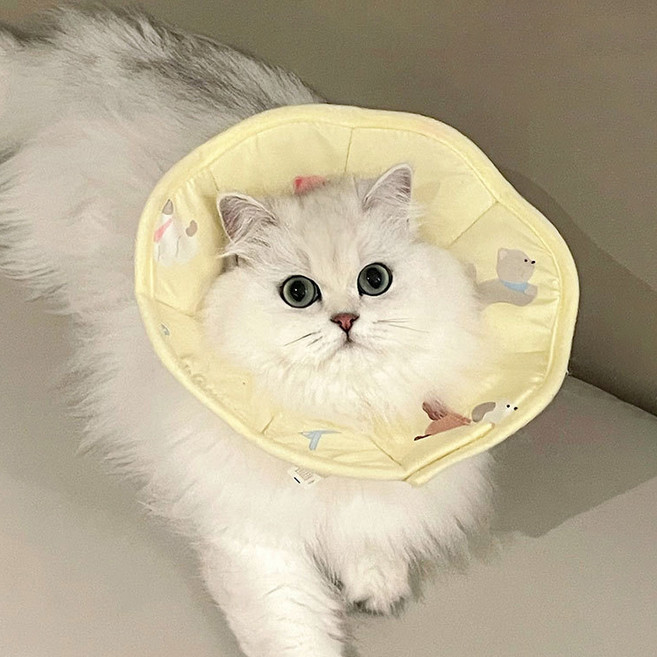 파스텔펫 반려동물 방수 중성화 넥카라, 옐로우, 1개