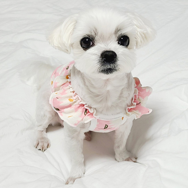 도기코디 강아지 데이지 프릴 크롭나시, 핑크, 1개