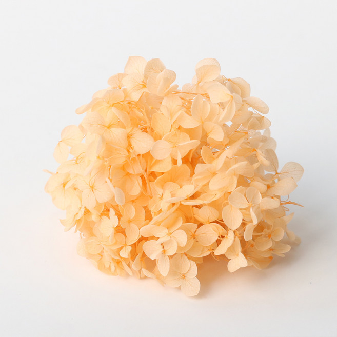 로맨틱노벰버 프리저브드 플라워 수국, 오렌지