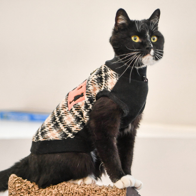 캐츠피아 반려동물 산책 실내복 스낵 하네스 티셔츠, 블랙, 1개