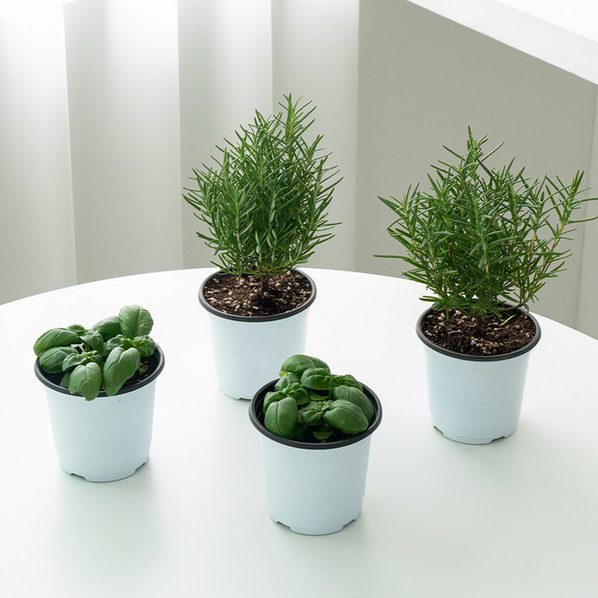 코코도르팜 허브 포트 소형 로즈마리 2p + 바질 2p 세트, 혼합색상, 1세트