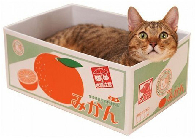 스크래처 박스 평판형, 귤, 1개