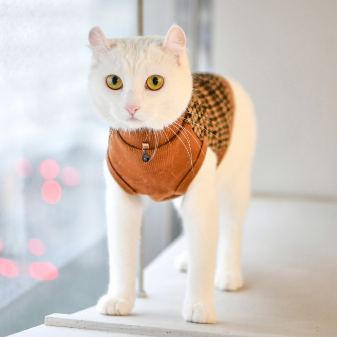 캐츠피아 반려동물 산책 실내복 헤이즐 하네스 티셔츠, 브라운, 1개