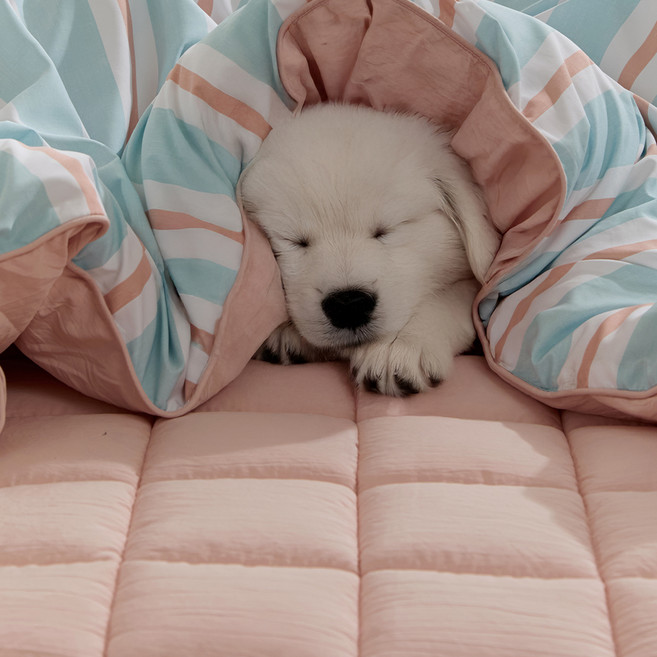 farfe Modern Scent水洗柔軟防蟎薄墊, 橘色