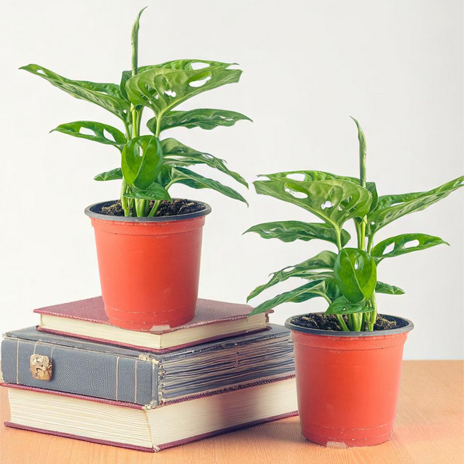 프레시가든 공기정화식물 몬스테라 아단소니, 2개