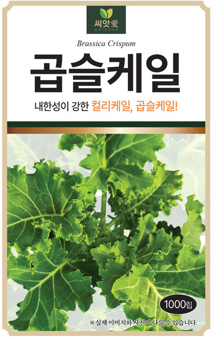 다농 곱슬케일 씨앗 1000립, 1개